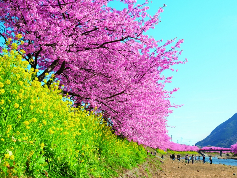 Kawazu cherry blossoms / 河津櫻花