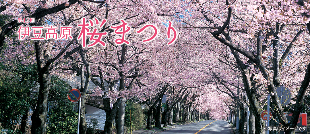 高原 2022 伊豆 桜 まつり 伊豆高原の桜2022の見頃と開花！桜まつりのイベントやライトアップは？